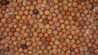 seed