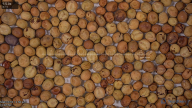seed