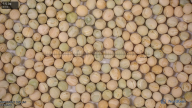 seed
