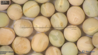 column seed
