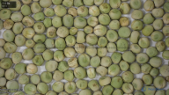 seed