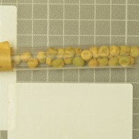 column  