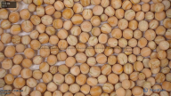 seed