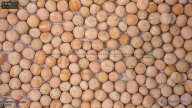 column seed