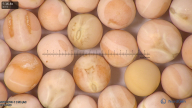 column seed