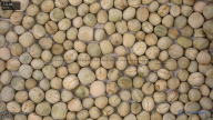 seed