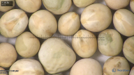 column seed