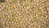 seed