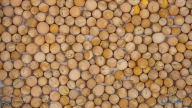 seed