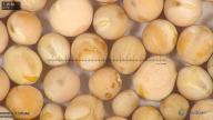 column seed