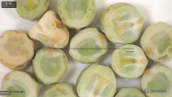 column seed