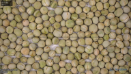 seed