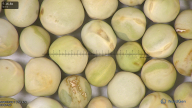 column seed