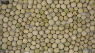 seed