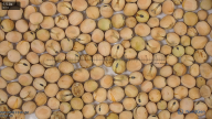 seed