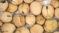 column seed
