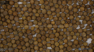 seed