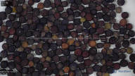 seed