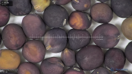 column seed
