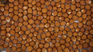 seed