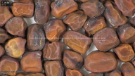 column seed
