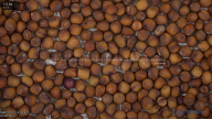 seed