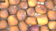 column seed