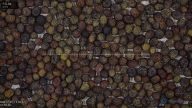 seed