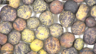 column seed