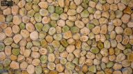 seed