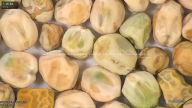 column seed
