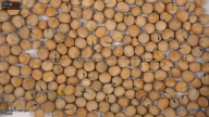 seed