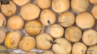 column seed