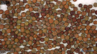 seed