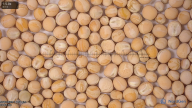 seed