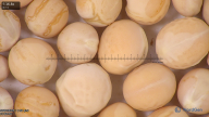 column seed