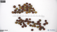 seed