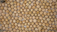 seed