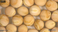 column seed