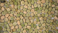 seed
