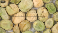 column seed