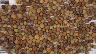 seed