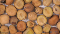 column seed
