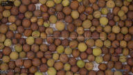 column seed