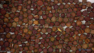 seed