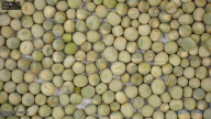 seed