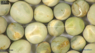column seed