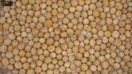 seed
