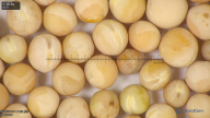 column seed