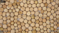 seed